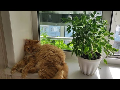 Видео: ФИКУС ВМИГ РАСПУШИТСЯ если выращивать именно ТАК!