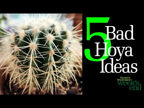 Видео: 5 ПЛОХИХ ИДЕЙ О ХОЙЕ — «истины», которые просто не соответствуют действительности — Hoya carnosa,...