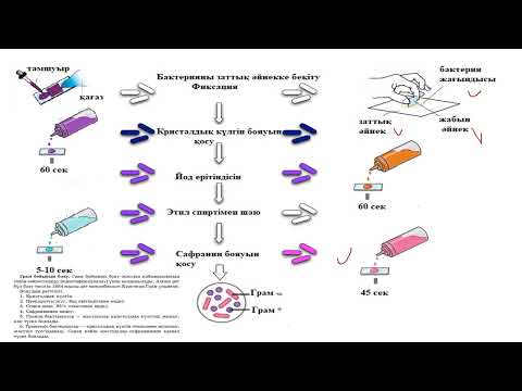 Видео: 11_класс_Биология_3_токсан_Зертханалық жұмыс №12 Грам он және теріс бактериялар