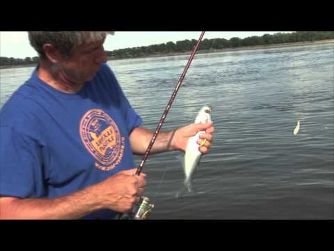 Видео: Ловля чехони на силиконовые приманки на Волге.