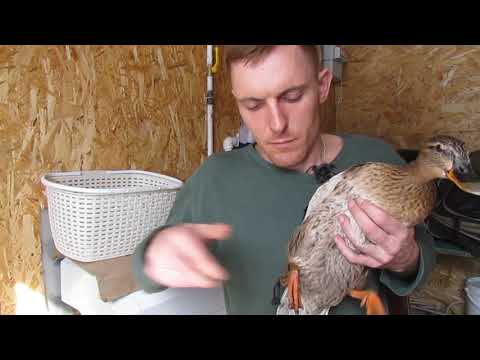 Видео: Ногавка из кожи для подсадной утки / Decoy duck leather nagaka