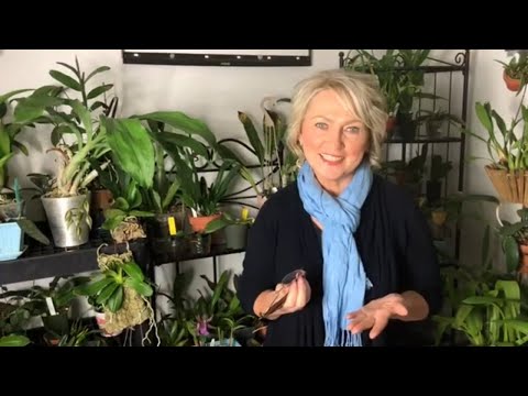 Видео: Обзор орхидей. Эпидендрумы, ликаста, бактериальная гниль, трипсы и цитокининовая паста.