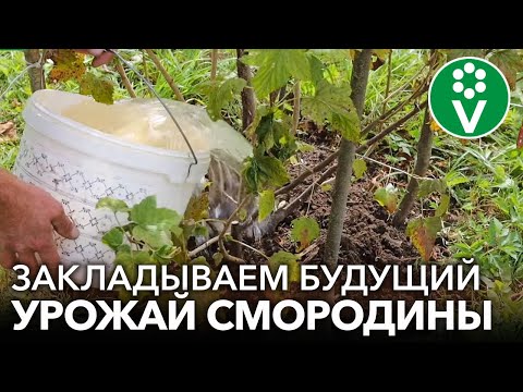 Видео: ТРИ ПРИЕМА НА СМОРОДИНЕ ОСЕНЬЮ, КОТОРЫЕ ЗНАЧИТЕЛЬНО УВЕЛИЧАТ УРОЖАЙ!