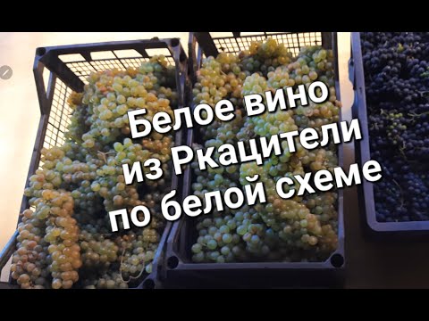 Видео: Вино светлое, из винограда Ркацители первая часть. Будущее Игристое.