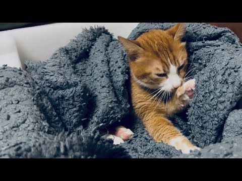 Видео: Новосілля  Ванічкі. Нова коробочка