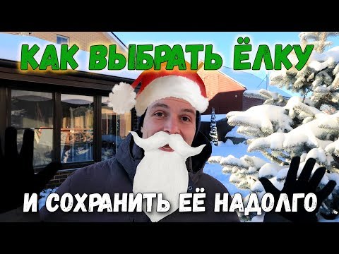 Видео: КАК ВЫБРАТЬ ЖИВУЮ ЕЛЬ ИЛИ СОСНУ К НОВОМУ ГОДУ И СОХРАНИТЬ НАДОЛГО!