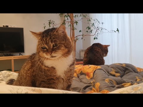 Видео: Мішелька вперше снідає з котобандою 🐈‍⬛🐈