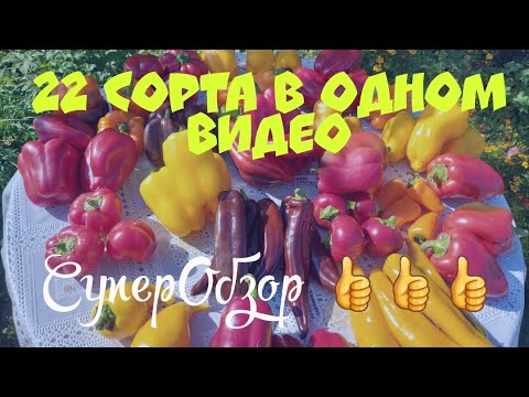 Видео: ОБЗОР СЛАДКИХ ПЕРЦЕВ. Сентябрь 2025 года.