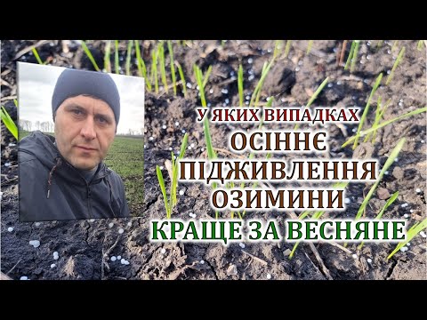 Видео: У яких випадках осіннє підживлення озимини краще за весняне