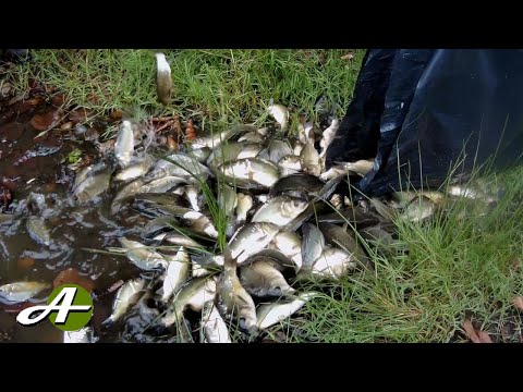 Видео: зариблення озер (2020) #2