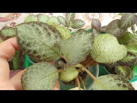 Видео: Комнатные растения. Я так делаю  каждый год .