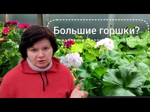 Видео: Пересаживаю ПЕЛАРГОНИИ в большие горшки. Зачем?!