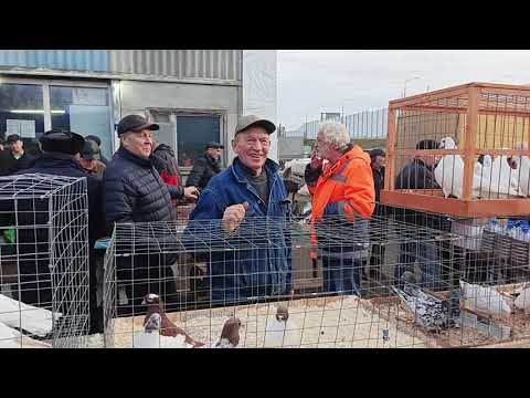 Видео: 08.11.25. ч. 6 Бронницы. Ярмарка голубей
