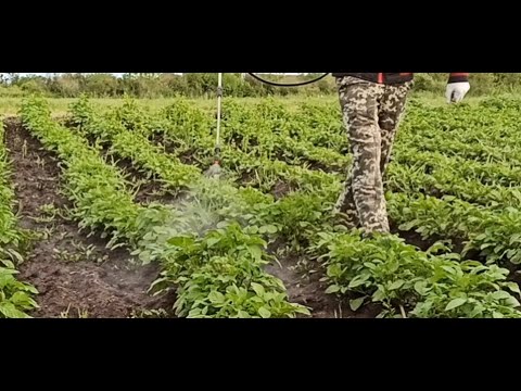 Видео: Обробка гербіцидами картоплі по всходах. Який обрати?