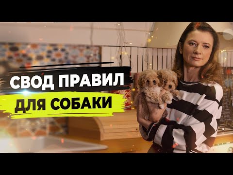 Видео: Начальная дрессировка щенка. Зоопсихология собак.