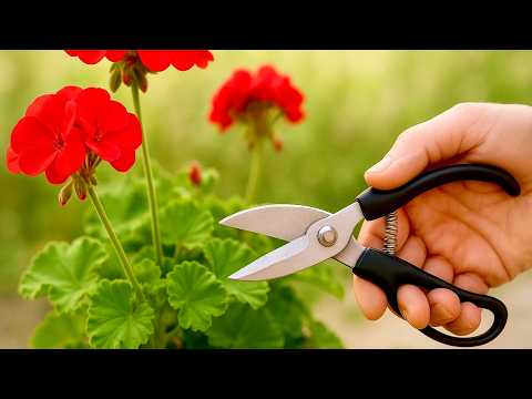 Видео: Как обрезать герань осенью — быстро и просто! 🌿