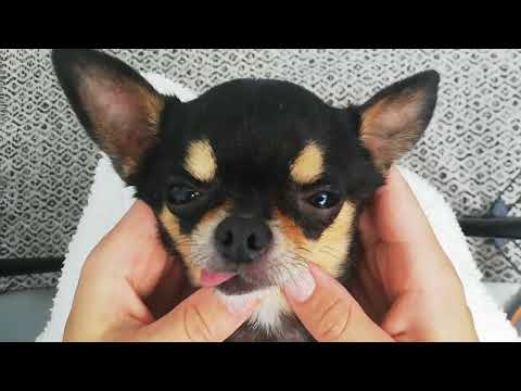 Видео: Как очистить зубной камень у собаки ультразвуковым скалером/How to clean dog's teeth with supersonic