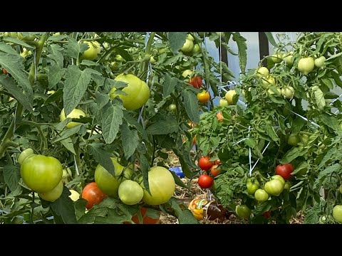 Видео: Секреты зольных подкормок