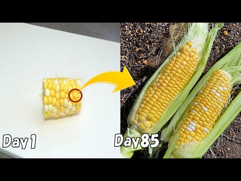 Видео: Как вырастить кукурузу из кукурузы, купленной в магазине