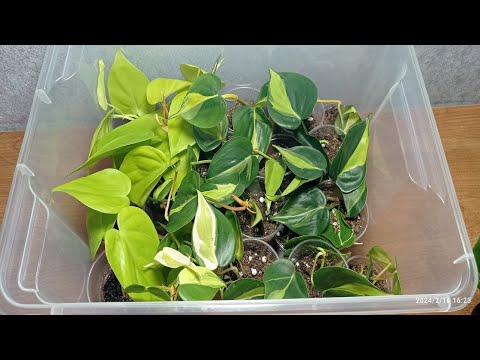 Видео: Посадка филодендронов; Сканденс Миканс Лайм, Сканденс Бразил, Медиопикта Триколор