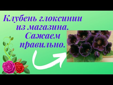 Видео: Глоксинии. Клубень из магазина. Как правильно посадить.