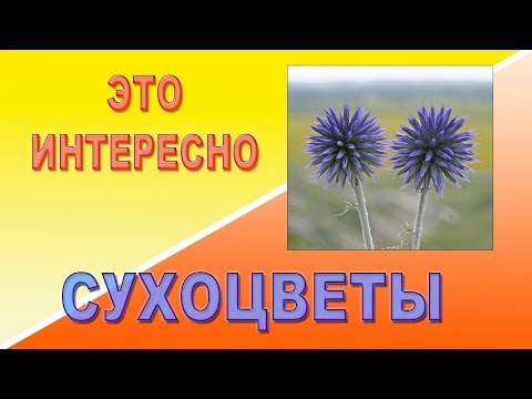 Видео: Это интересно  Сухоцветы