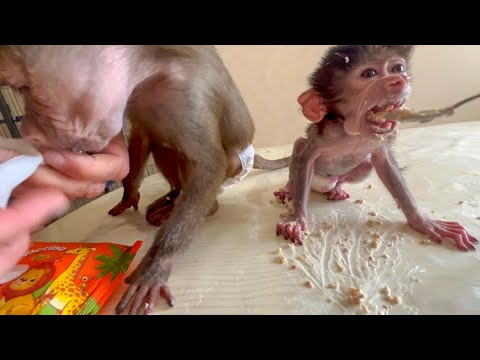 Видео: Люся со Степашкой ЕДЯТ КАШУ, мыться теперь нужно и нам и им, а у нас отключили свет и воду)))