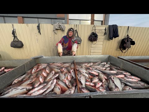 Видео: ХОРАЗМ ХАЗАРАСП БАЛИК БОЗОРИ НАРХЛАРИ 17 ДЕКАБРЬ 2024