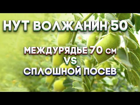 Видео: | НУТ | 70см VS  сплошной посев | ВОЛЖАНИН 50 |