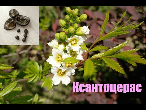 Видео: Ксантоцерас рябинолистный, Чекалкин орех. Посев семян | Xanthoceras Sorbifolium