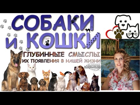 Видео: Важно! Собаки и кошки: глубинный символизм появления в нашей жизни