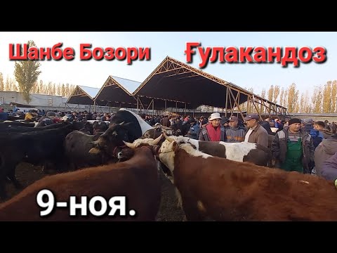 Видео: Шанбе Бозори Ғулакандоз 9-ноября. нарху навои Буқачаҳои майда ва калон молҳои оча бача имруз