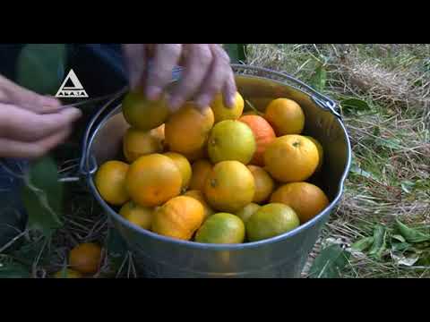 Видео: В Абхазии начался сбор мандаринов