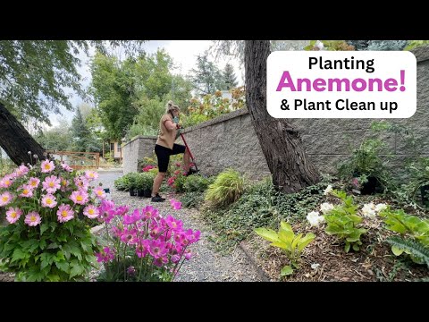 Видео: Посадка анемонов! и уборка за растениями