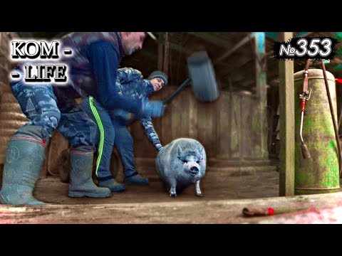 Видео: Последние минуты «Мини-Пига»