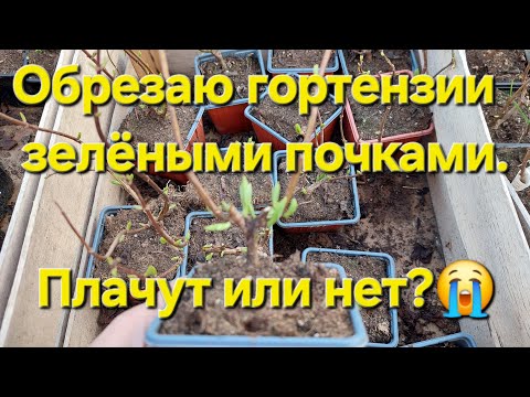 Видео: Обрезка гортензии в стадии зелёного конуса.