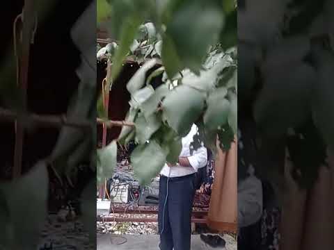 Видео: Неъматҷон Турсунов дар Карашмаи Ҳафткӯл 