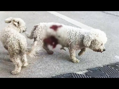 Видео: Бродячая собака серьезно ранила друга и отказалась сдаваться, его спасли прохожие