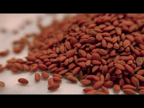 Видео: Как садить микрозелень? / мастер класс по посевам / гидро аэропоника