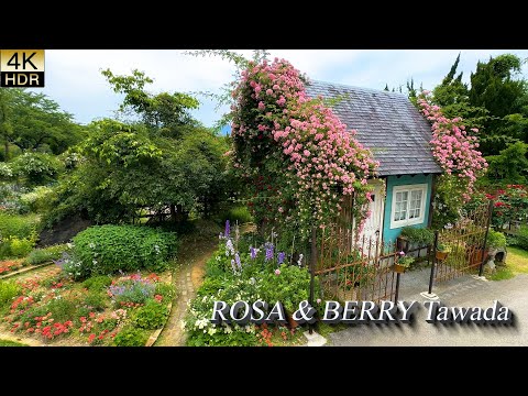 Видео: 【4K HDR РОЗА】Rosa & Berry Tawada – Премия за выдающийся сад 2025
