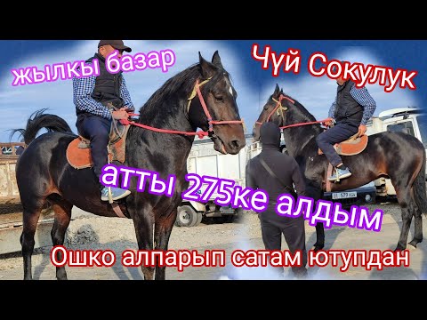 Видео: 6.Октябрь Ат коп түшүп базар Эмне болот ат арзандайбы же кыматтайбы😱😱