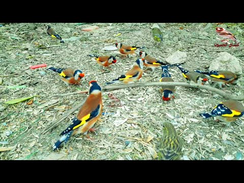 Видео: песня, которая сведет с ума щегла всего за несколько минут | лучшая птица для мотивации