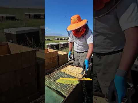 Видео: АТ БАШЫНЫН (АК БАЛЫ) тартылып жатат #мёд #bee #honeybeesting #beekeeper #beefeater