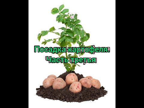 Видео: Сказ о том,как мы картошку садили. Часть 3