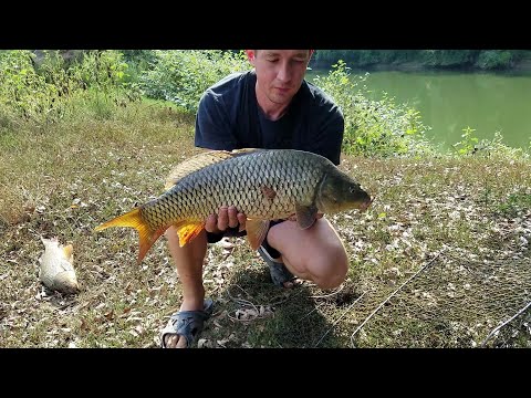 Видео: р. Днестр. Первый раз ловлю на пьяную кукурузу