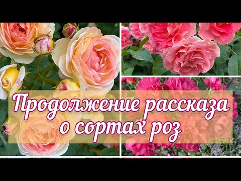 Видео: Продолжаю рассказывать о сортах роз..