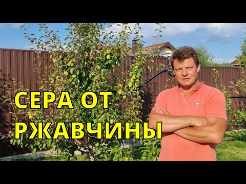 Видео: сера против ржавчины на груше, экологически чистое средство