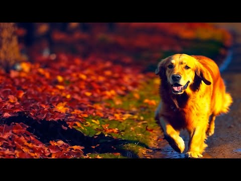 Видео: 💛💙А дні осінні дуже теплі й ніжні💛💙пісня на вірш. ШІ прогулянка чарівним осіннім лісом #вірші #осінь