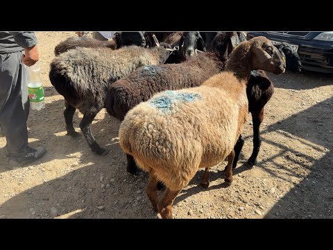 Видео: Қой,ешкі бағасы 10.09.25ж.Шымкент