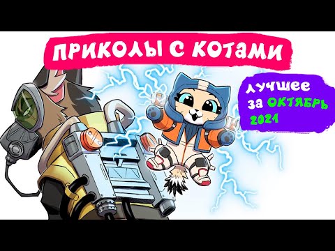 Видео: Приколы с котами. ЛУЧШЕЕ ЗА ОКТЯБРЬ 2021 | Мемозг